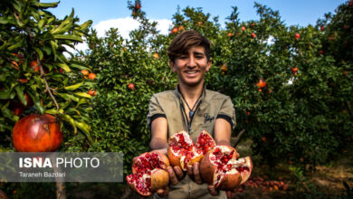 خرید و نگهداری انار