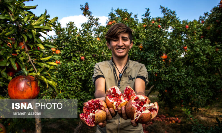 خرید و نگهداری انار